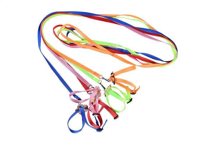 Bird parrot towing rope
